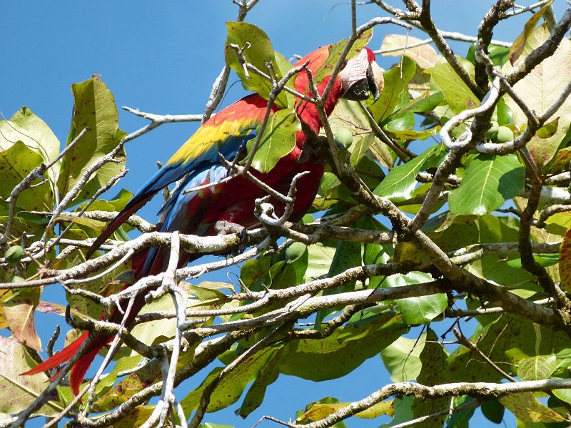 AO01.jpg - Jammer dat deze zeer kleurige papegaai een klein beetje verstoppertje speelt, maar je kan moeilijk vragen of hij/zij wat beter in beeld wil gaan zitten.