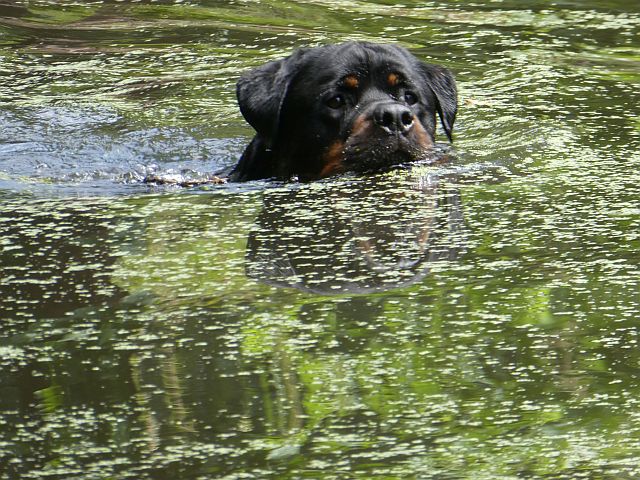 AE01.jpg - Ook hier wat betreft de compositie had de kop van de hond wat lager en wat meer naar links gemogen. Soms is het maar een paar seconden dat je de tijd hebt, maar probeer in zo'n geval eens je camera op continue opnamen te zetten en verschuif tijdens het fotograferen je onderwerp wat naar links en rechts en naar boven en beneden. Dan kan je achteraf zien wat de mooiste compositie oplevert.