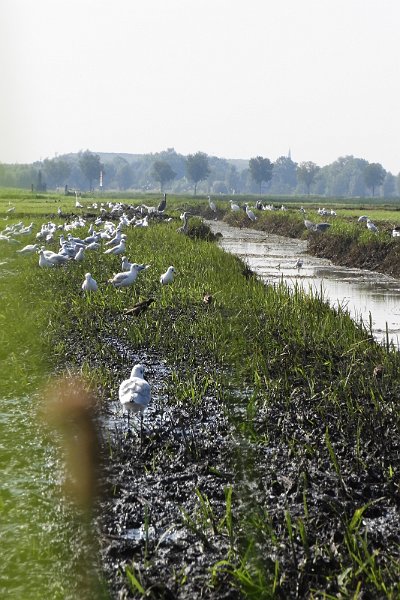 AL01.JPG - Ook dieren kunnen waterpret hebben al is dit meer modderpret.