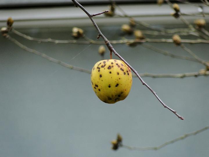 AB03.jpg - Iets dichterbij en die storende lichte balk bovenaan was buiten beeld geweest.