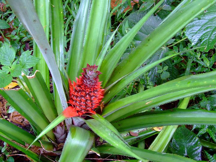 AD01.JPG - Een nog hele jonge Ananas.