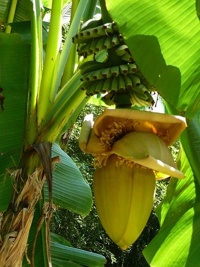 AG03.jpg - Bananen nog aan de boom. Heel goed belicht.