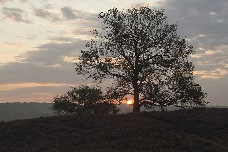 AH01.JPG - Om 's morgens om even voor 7 uur al op de Posbank te zijn, betekent dat je er wel wat voor over hebt om mooie ochtend foto's te maken.