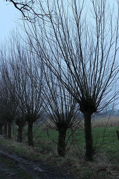 AJ01.JPG - Ook hier geen starlende zonsopgang. Zou mooi zijn geweest als de zon diep rood achter de bomen zou zijn opgekomen.