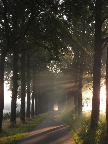 AK02.jpg - Mooi die vroege zonnenstralen tussen de bomen door.