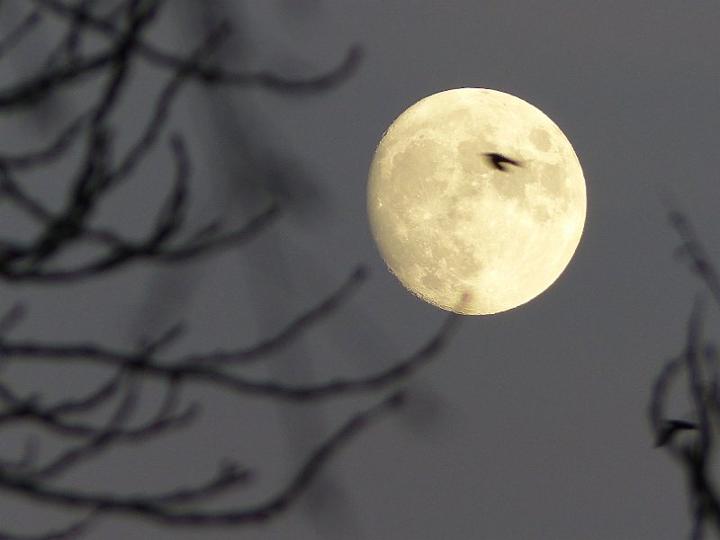AC03.jpg - Hier dus de onscherpe takken en een scherpe maan. Met een extraatje in de vorm van een precies voor de maan langs vliegende vogel.