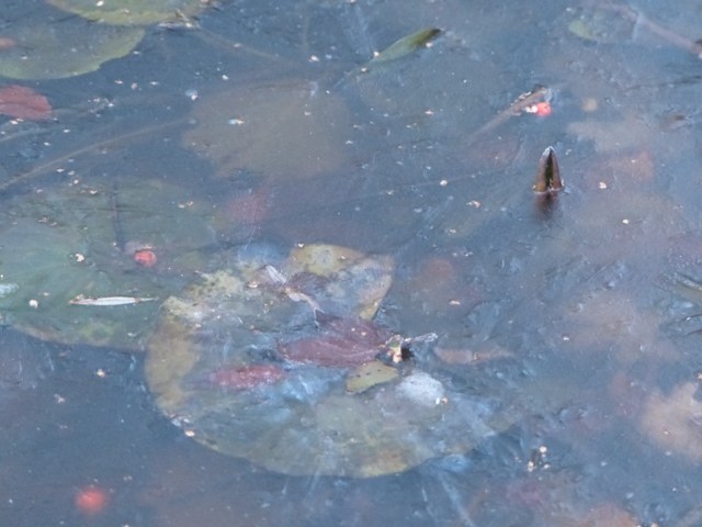 AB03.jpg - IJs is door de spiegeling altijd wat lastig te fotograferen. Daar aan de andere kant helpt die spiegeling en de structuur je ook weer om het duidelijk te laten zien dat het ijs is.
