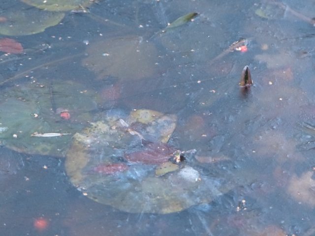 AB03.jpg - IJs is door de spiegeling altijd wat lastig te fotograferen. Daar aan de andere kant helpt die spiegeling en de structuur je ook weer om het duidelijk te laten zien dat het ijs is.