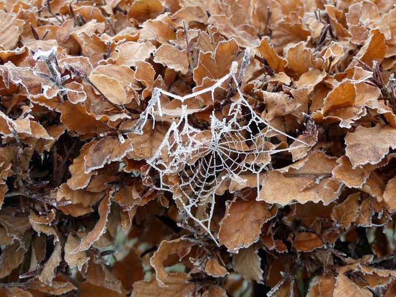 AD01.JPG - Het berijpte spinnenweb springt er door de donkerder bladeren op de achtergrond helemaal uit. Belichting en scherpte zijn hier ook goed.