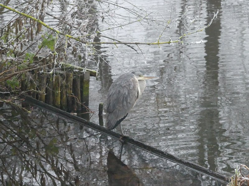 AD03.JPG - Aan de hele in elkaar gedoken houding van deze Blauwe Reiger zie je dat het koud is. Goed van scherpte en belichting.