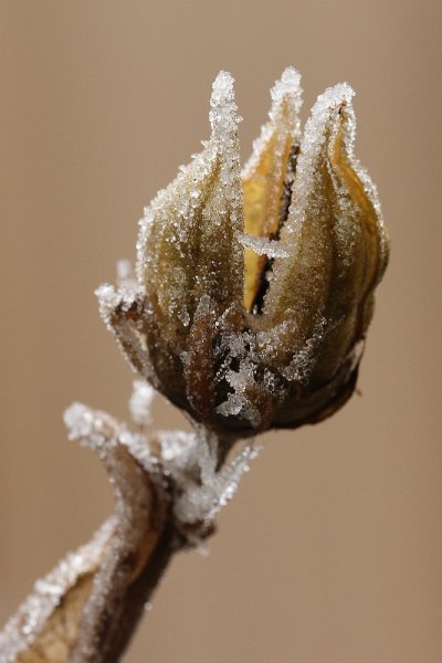 AE03.JPG - En deze detailopname van een berijpte stengel en uitgebloeide bloem met zijn bijna egale achtergrond springt er uit. Ook deze is heel mooi van belichting en scherpte.