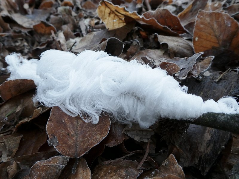 AO02.JPG - Een hele mooie foto van IJshaar (een echt winters fenomeen). Hij had net ietsje donkerder gemogen zodat het "haar" nog iets gedetailleerder zou zijn geweest.