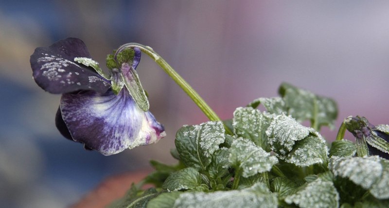 AQ01.jpg - Goed belicht. De scherpte is wat krap maar het berijpte springt er goed uit.