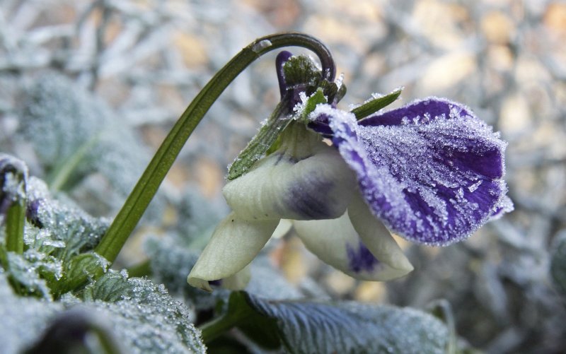 AQ03.jpg - Scherpte en belichting weer goed. Een mooi onscherpe achtergrond waardoor de bloem er echt uit springt.