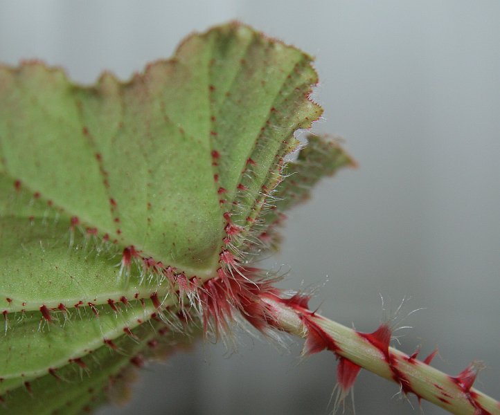 AF03.jpg - Ook hier weer net als bij de vorige opnamen van planten in de vensterbank weer die zelfde goede verhouding tussen het daglicht buiten en het van binnen uit verlichte blad.