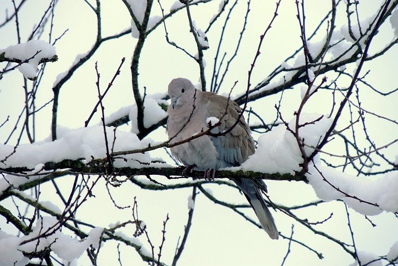 AA01.JPG - Ondanks sneeuw en lichte achtergrond is de Turkse Tortel heel goed belicht.