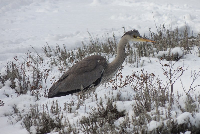 AA03.JPG - Mooi die Reiger in de besneeuwde omgeving.