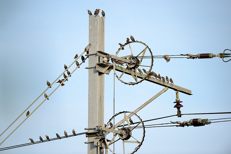 AC03.jpg - Een groep Spreeuwen op een portaal van de bovenleiding boven het spoor.