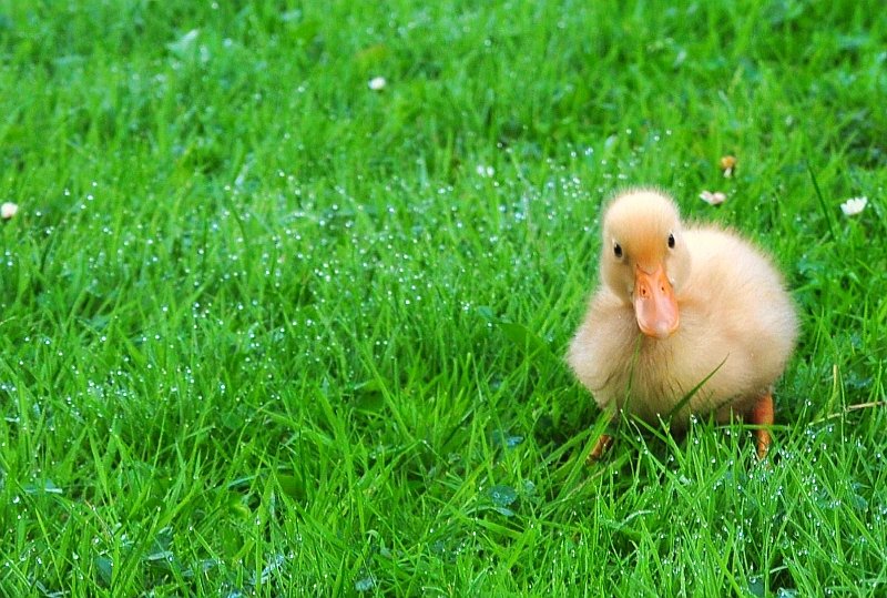 AD02.JPG - Leuk dat kleine gele jonge eendje in al dat groene gras.