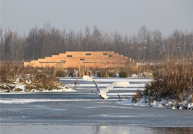 AE01.jpg - Door de witte sneeuwvlakken valt de vliegende Knobbelzwaan wat minder op maar het blijft een mooie winterse vogelfoto