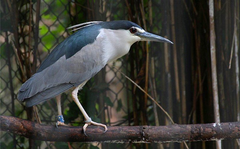 AE02.jpg - Vogels in de dierentuin blijven een mooi onderwerp. Alleen is het vaak erg moeilijk om de omgeving wat rustig te houden.