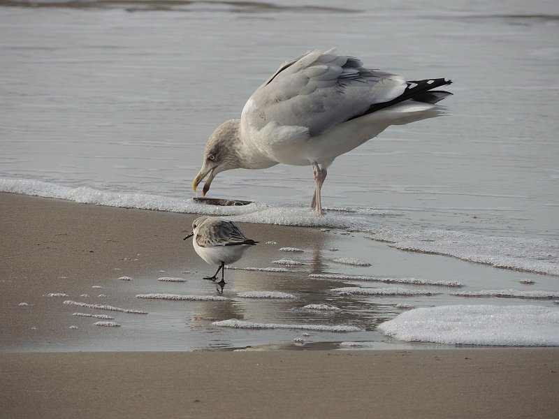 AF01.jpg - Mooi belicht plaatje met groot en klein. De grote joinge Zilvermeeuw en de kleine (Bonte?) Strandloper.