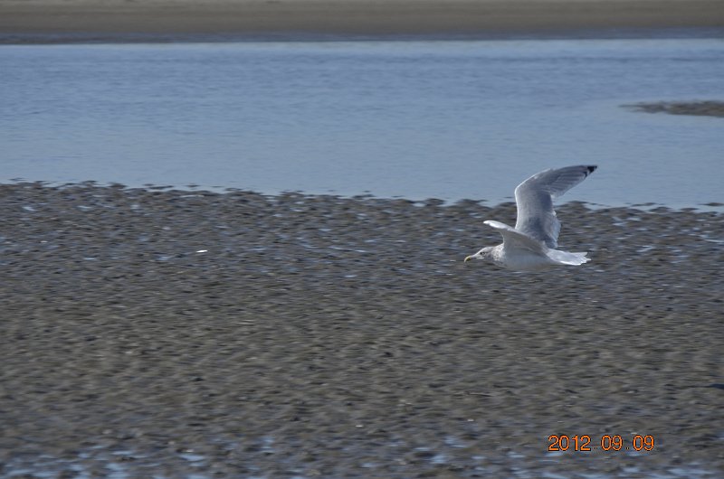 AG02.JPG - Als de vogel ongeveer op gelijke afstand langs vliegt gaat het iets makkelijker om hem scherp te krijgen. Ook hier weer zonde van die datum in beeld.