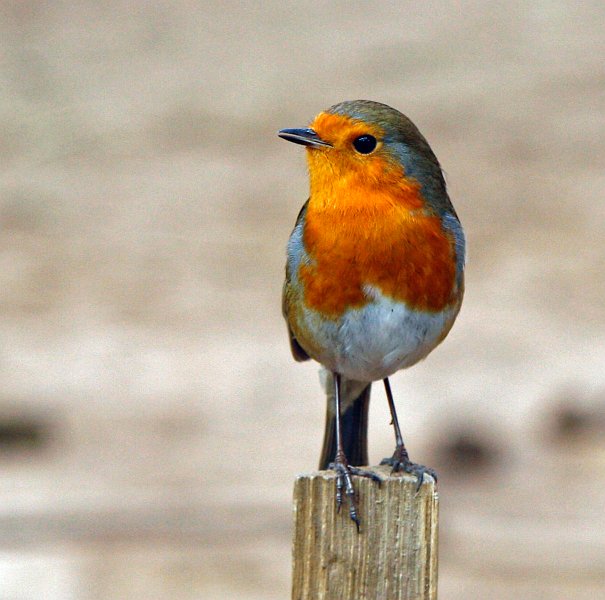 AH01.jpg - Prachtig deze closeup van een Roodborst. De flink onscherpe achtergrond geeft een mooi rustig beeld.