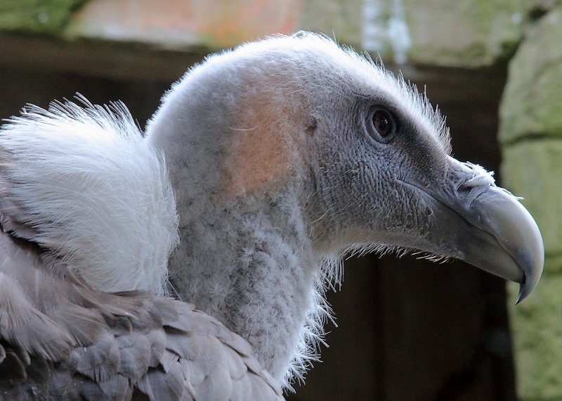 AH03.jpg - Heel mooi dit Gieren portret. Ik schreef het al eerder, vogelfoto's in de dierentuin kunnen echt heel mooi zijn.