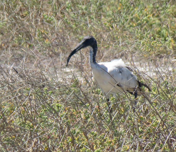 AI01.jpg - Door alle stengels op de voorgrond heeft de autofocus helaas daar scherpgesteld in plaats van op de vogel. Bij dit soort foto's is het heel belangrijk dat de camera op 1 vast scherpstelpunt staat zodat je goed kan bepalen waar wordt scherpgesteld.