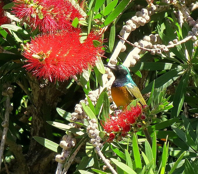 AI03.jpg - Mooi al die felle kleuren van zowel de bloemen als de vogel.