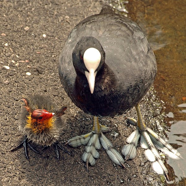 AK03.jpg - Ik zij bij de vorige foto dat de kleintjes grote poten hebben, maar daar zijn ze duidelijk erfelijk mee belast. Prachtig scherp ook weer deze foto.