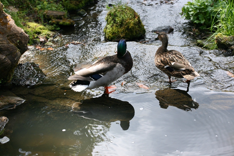 AL02.JPG - Een Wilde eenden echtpaar. Ik vind de foto een beetje te rommelig, en ook hier erg van bovenaf gefotografeerd.