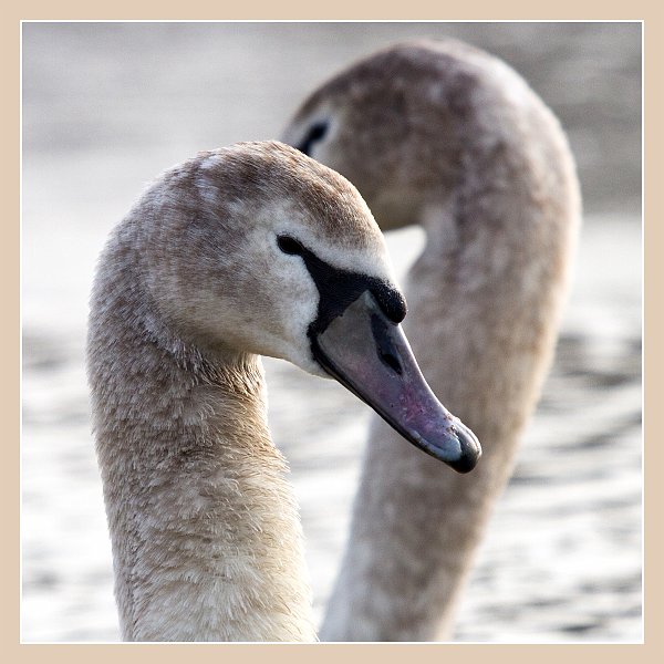 AM02.jpg - Een mooi "dubbelportret" van deze twee jionge Knobbelzwanen. Het randje er omheen geeft nog net iets extra's.