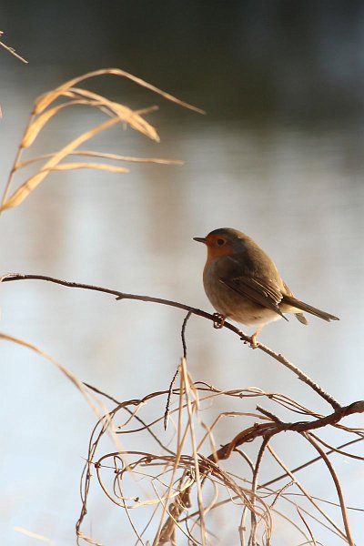 AN02.jpg - Mooi onscherp de achtergrond. Het Roodborstje had iets (+0.3 diafragma) lichter gemogen als je de vogel optimaal belicht zou willen hebben. Maar de sfeer die in dit tegenlicht plaatje zit heeft ook z'n charme, dus dan zou ik zeggen laten zo.