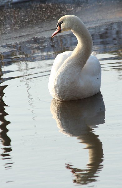 AN03.jpg - Jammer dat de foto zo scheef is genomen. (Zie de weerspiegeling van een boom in het water en het gevoel dat het water naar links weg loopt.) Belichting is goed en de Knobbelzwaan met haar spiegelbeeld geeft ook een mooi effect.