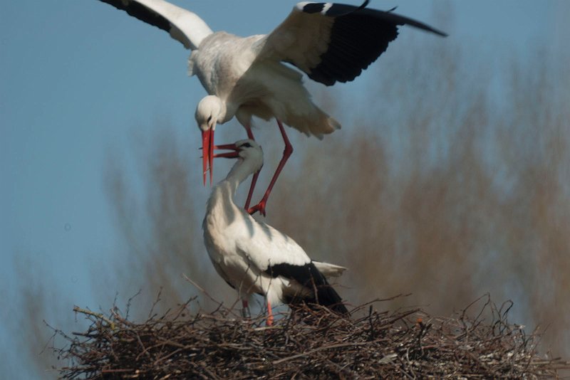 AP02.jpg - Jammer dat zo'n spiegelobjectief geen zoom mogelijkheden heeft. Want hier is het net iets te dichtbij. En net als bij de vorige foto net niet helemaal scherp.