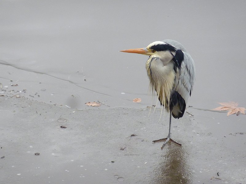 AQ02.jpg - Je krijgt het er gewoon koud van als je deze foto ziet. De Blauwe Reiger staat hier echt te kleumen. Mooi belicht.