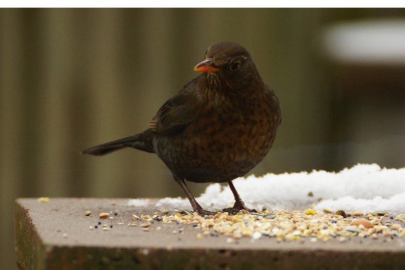 AS01.jpg - Soms kan je in de tuin ze zo dichtbij krijgen dat je bijna met je camera naar achter moet om alles van deze wijfjes Merel er op te krijgen.                               