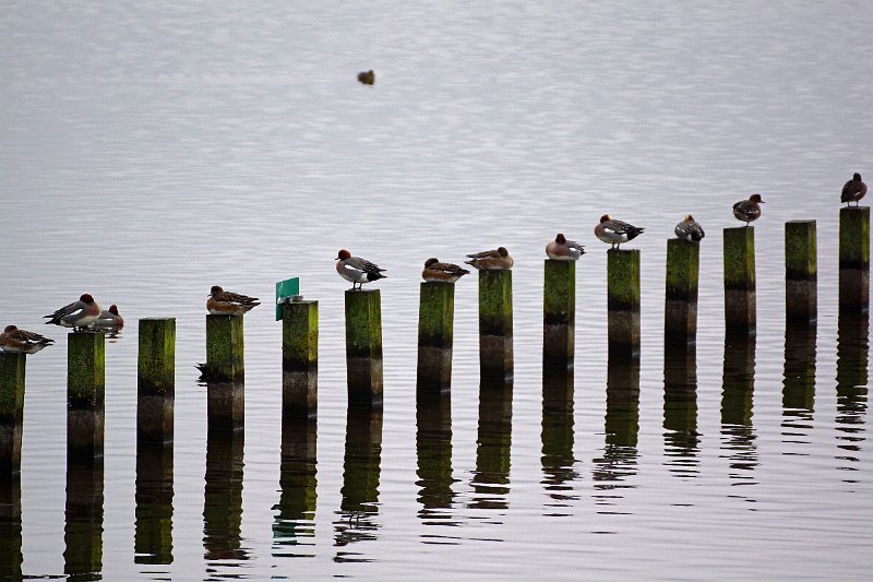 AS02.jpg - Deze groep mannetjes (rode kop) en vrouwtjes Smienten doen hier aan een groepswedstrijd paalzitten. Goed belicht ondanks de grote hoeveelheid licht weerspiegelend water op de achtergrond.                               