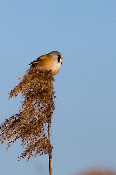 AT01.JPG - Mooie foto dit Baardmannetje boven in die rietpluim. Ook een heel mooie belichting.