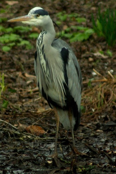 AU02.jpg - Mooi belicht deze Blauwe reiger.