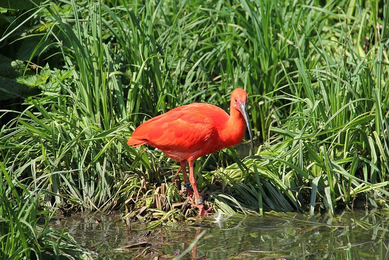 AV01.jpg - Het knalt er ook echt uit dit oranje van deze Ibis soort tegen het groen. Aan het soort ringen om d epoten is te zien dat deze opname in een dierentuin is gemaakt, maar dat doet niets af aan de goede belichting.