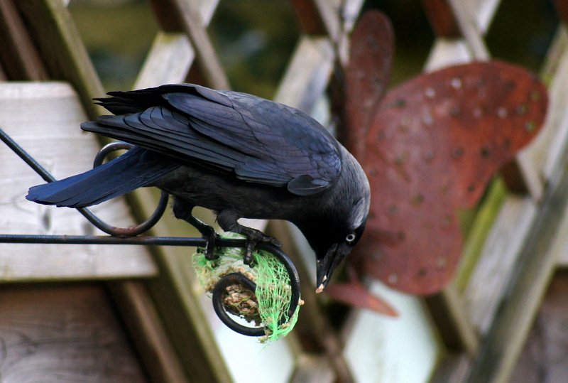 AW03.JPG - Jammer dat de achtergrond wat druk is. Als je vaker in de tuin vogels wil fotograferen moet je het voer zo plaatsen dat je zoveel mogelijk afstand tussen voer en een hek of beplanting krijgt. Hoe verder dat namelijk weg staat ten opzichte van het voer hoe onscherper dat wordt.