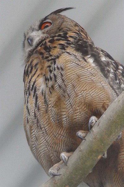 AX01.jpg - Een stand die bij het fotograferen van vogels (bijvoorbeeld zittend in een boom) best wel regelmatig voorkomt. Jammer dat de uil net niet naar beneden wil kijken.