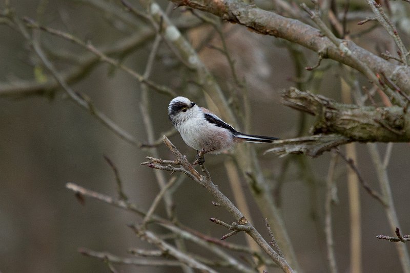 AY02.jpg - Een van Nederlands kleinste vogelsoorten deze Staartmees. Ondanks de donkerder achtergrond is de vogel heel mooi belicht.