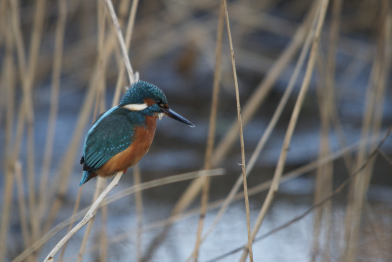 AZ01.jpg - Jammer dat hij net niet helemaal scherp is deze IJsvogel, maar een sluitertijd van 1/80ste seconde met een brandpunt van 500mm maakt het er ook beslist niet makkelijker op om dat goed scherp te krijgen.