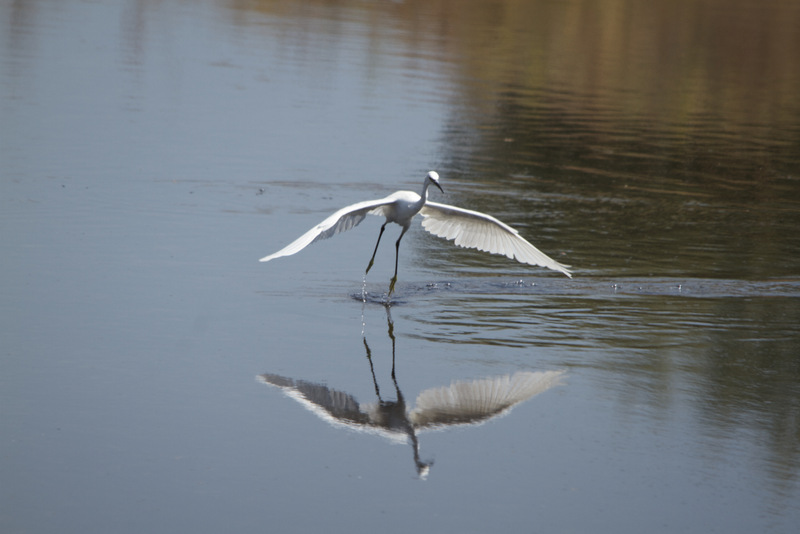 AZ03.jpg - Heel mooi die aktie opname van deze Grote Zilverreiger.