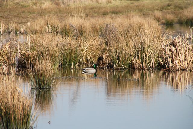 BA01.jpg - De WIlde Eend die zit hier in zijn natuurlijke omgeving in plaats van in een vijvertje in stad of dorp. Goed belicht.