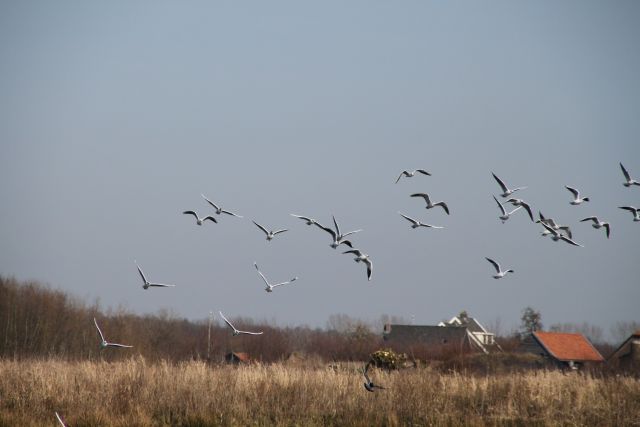 BA02.jpg - Een vlucht meeuwen. Door de korte sluitertijd zijn alle vogels bevroren in hun beweging.